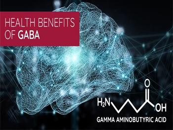 What Is The Function Of Gamma Aminobutyric Acid?